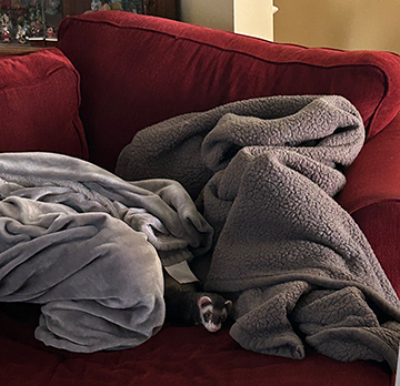 Omega the ferret 